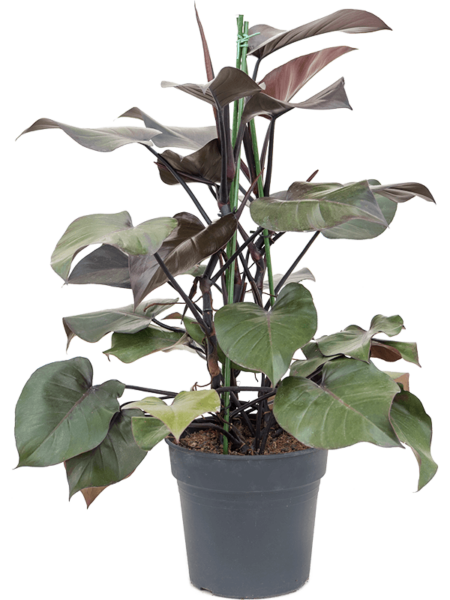 PHILODENDRON 'PURPLE CONGO'