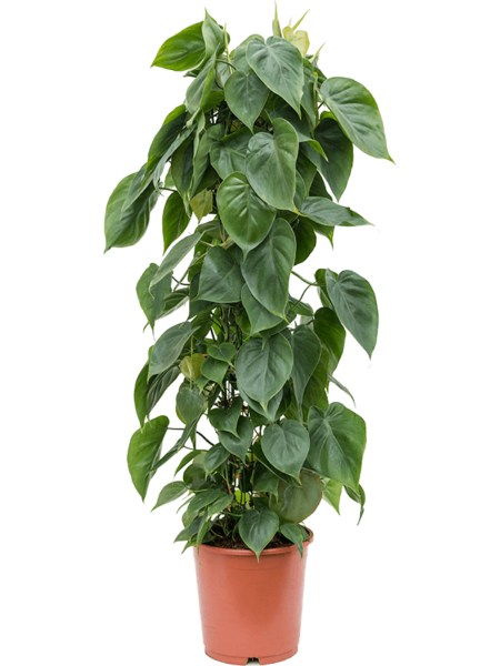 Philodendron Scandens