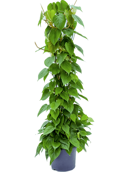 Philodendron Scandens