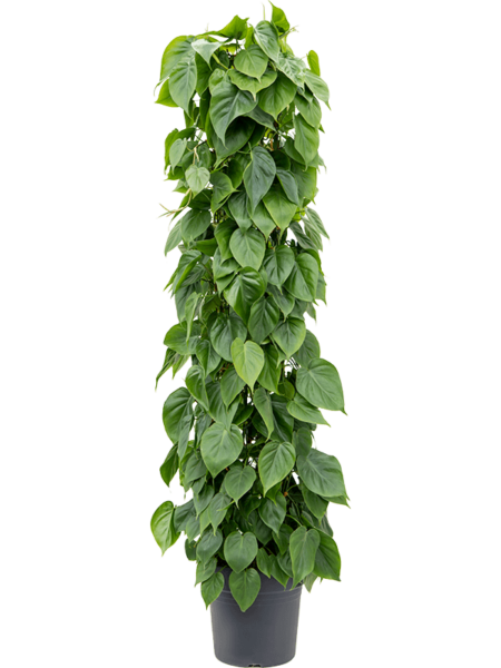 Philodendron Scandens