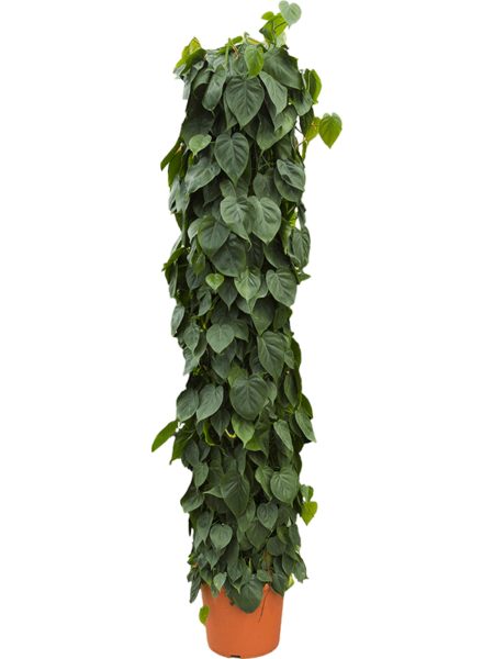 Philodendron Scandens