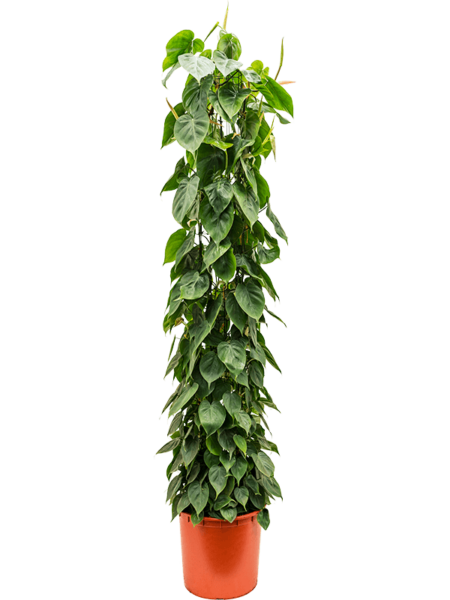 Philodendron Scandens