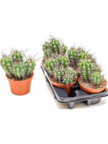 Stestonia Coryne 4 / Bandeja