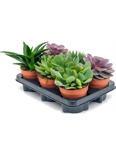Sukkulenten Mix 6 / Bandeja