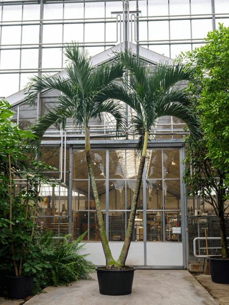 Veitch (Adonidia) Merrillii