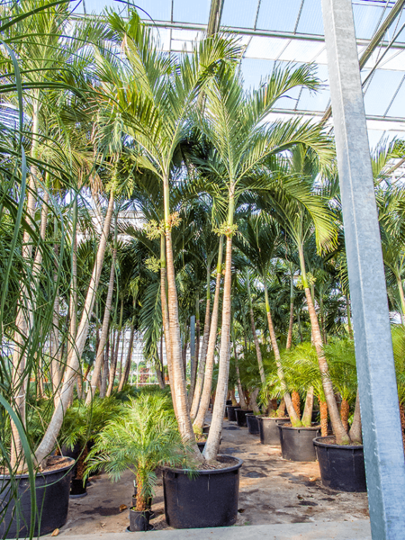 Veitch (Adonidia) Merrillii