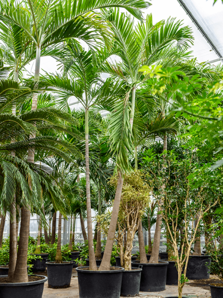 Veitch (Adonidia) Merrillii