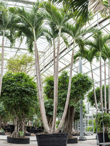 Veitch (Adonidia) Merrillii