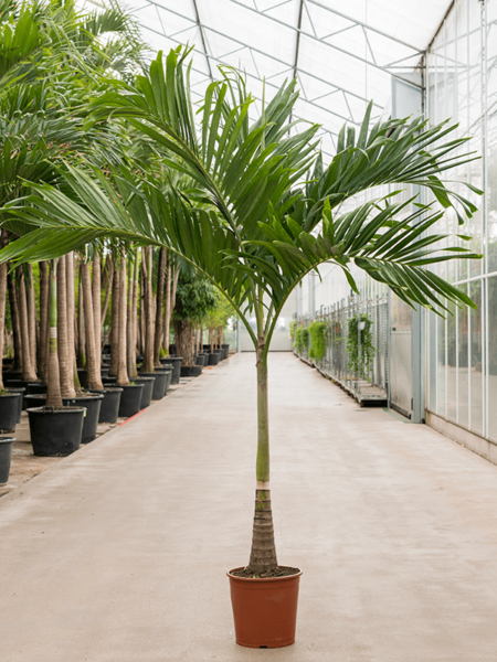 Veitch (Adonidia) Merrillii