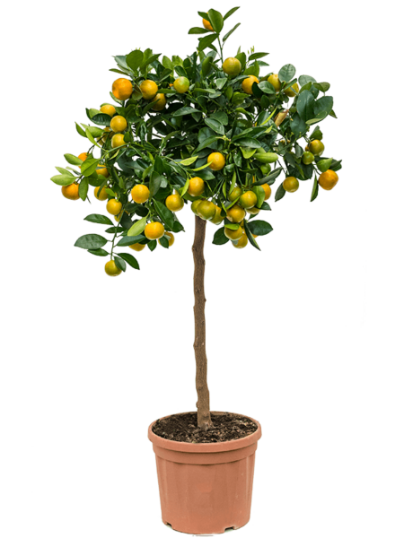 Cítricos (Citrofortunella) calamondin