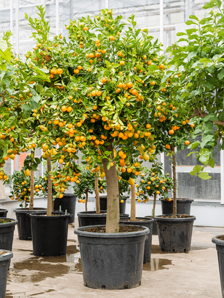 Cítricos (Citrofortunella) calamondin