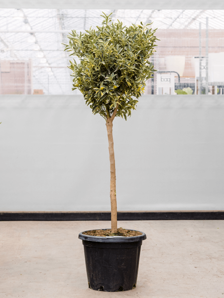 Cítricos (Citrofortunella) Kumquat 'Variegata'