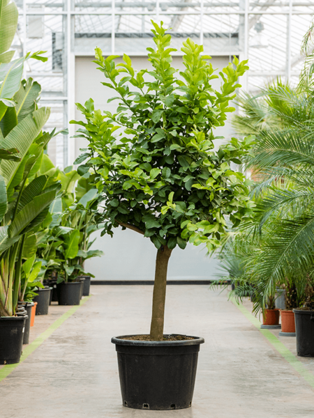 Cítricos (Citrofortunella) Limón