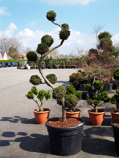 Cryptomeria japonica 'Rasen'