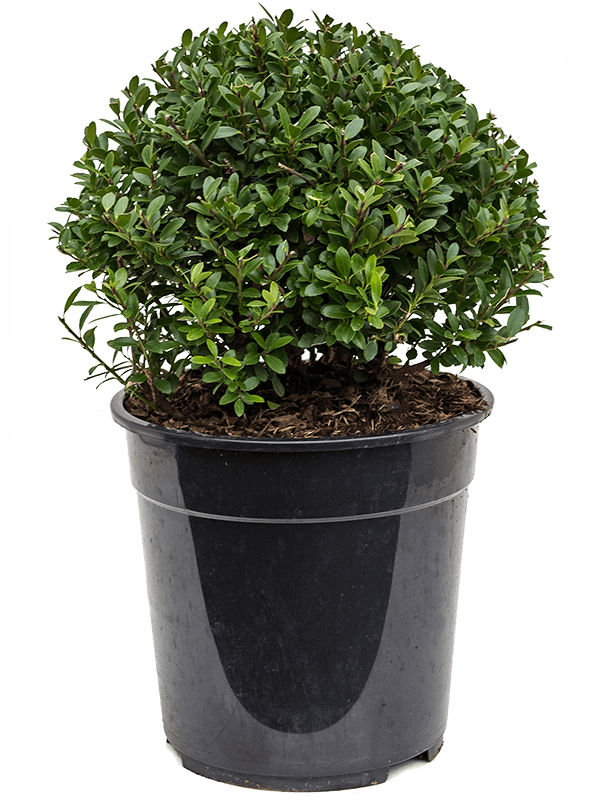 Ilex Crenata 'Maxima'
