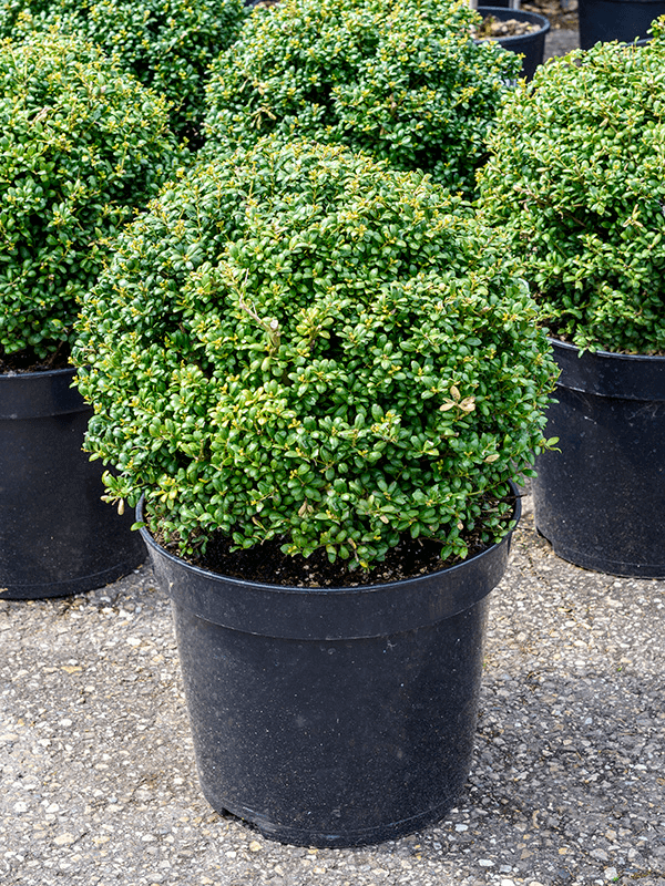 Ilex Crenata 'Convexa'