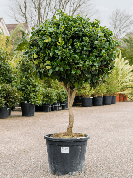Ligustrum Texanum