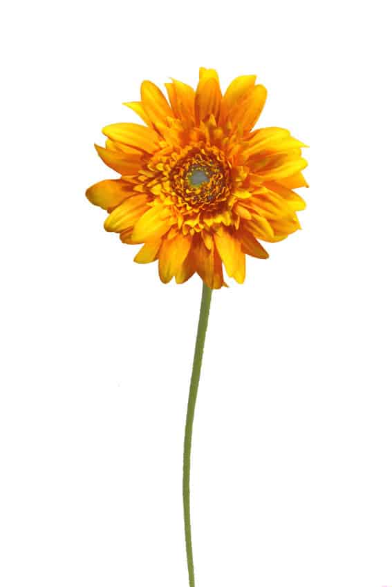 Gerbera naranja fresh - Ø11x53cm