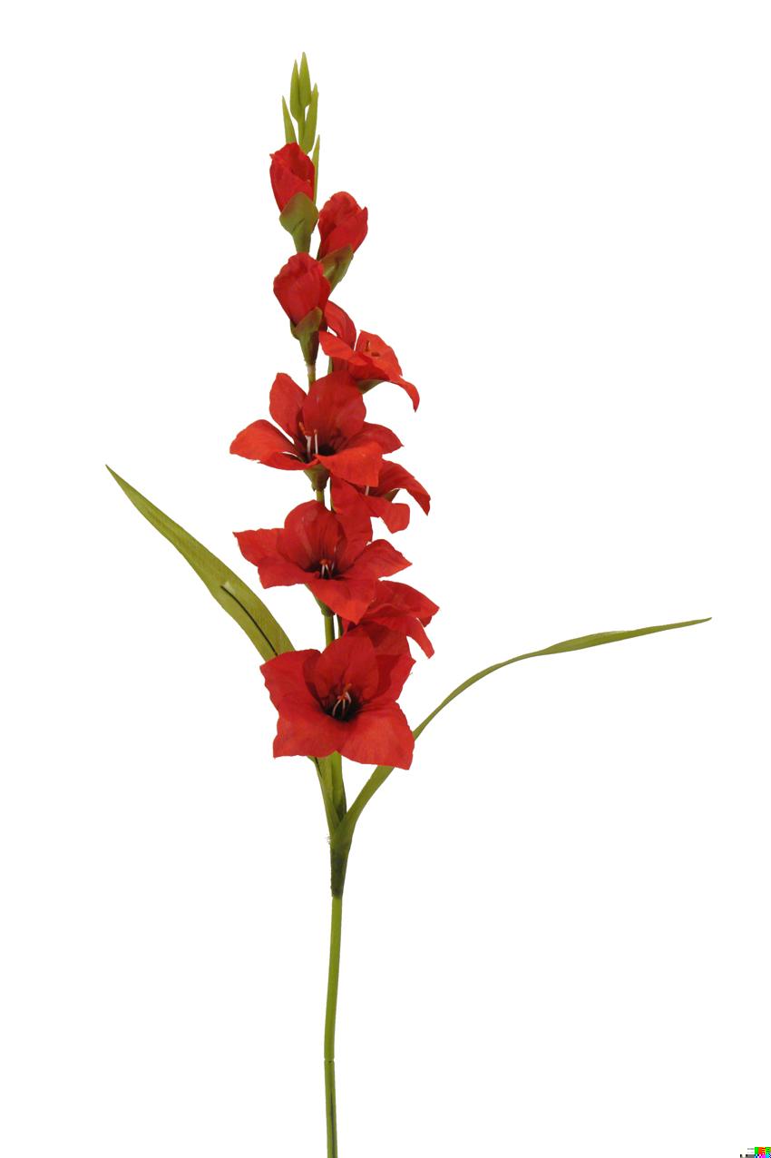 Gladiolo rojo - Ø8x78cm