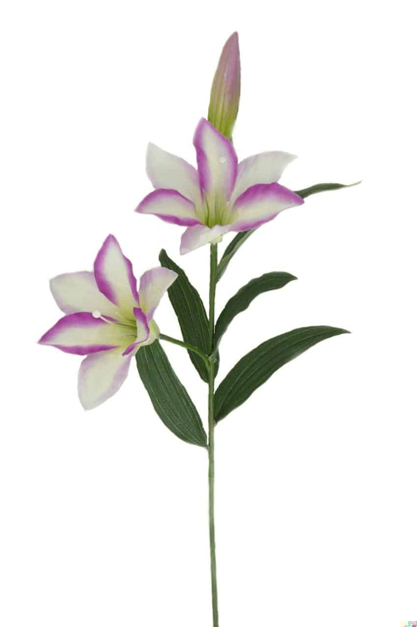 Lilium lila - 68cm