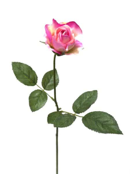 Rosita rosa - Ø5x45cm