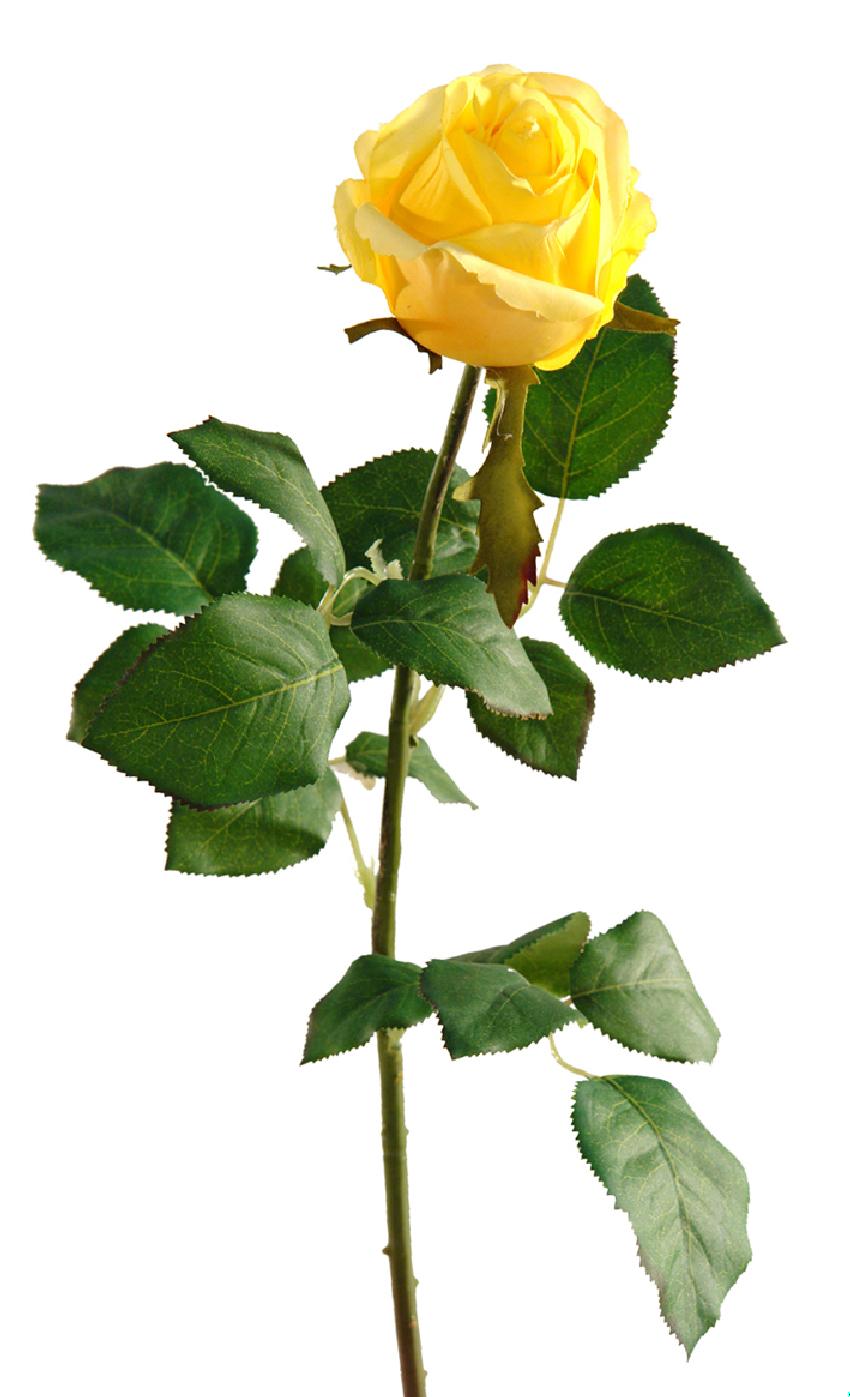 Rosa Fresh amarilla - Ø8x70cm