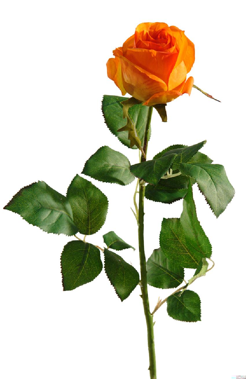 Rosa Fresh naranja - Ø8x70cm