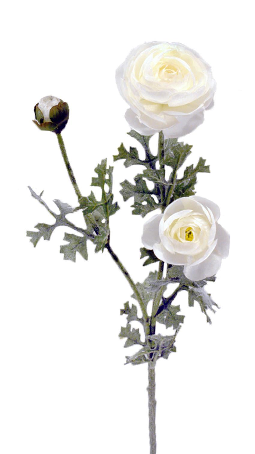 Ranunculo crema - Ø6x65cm