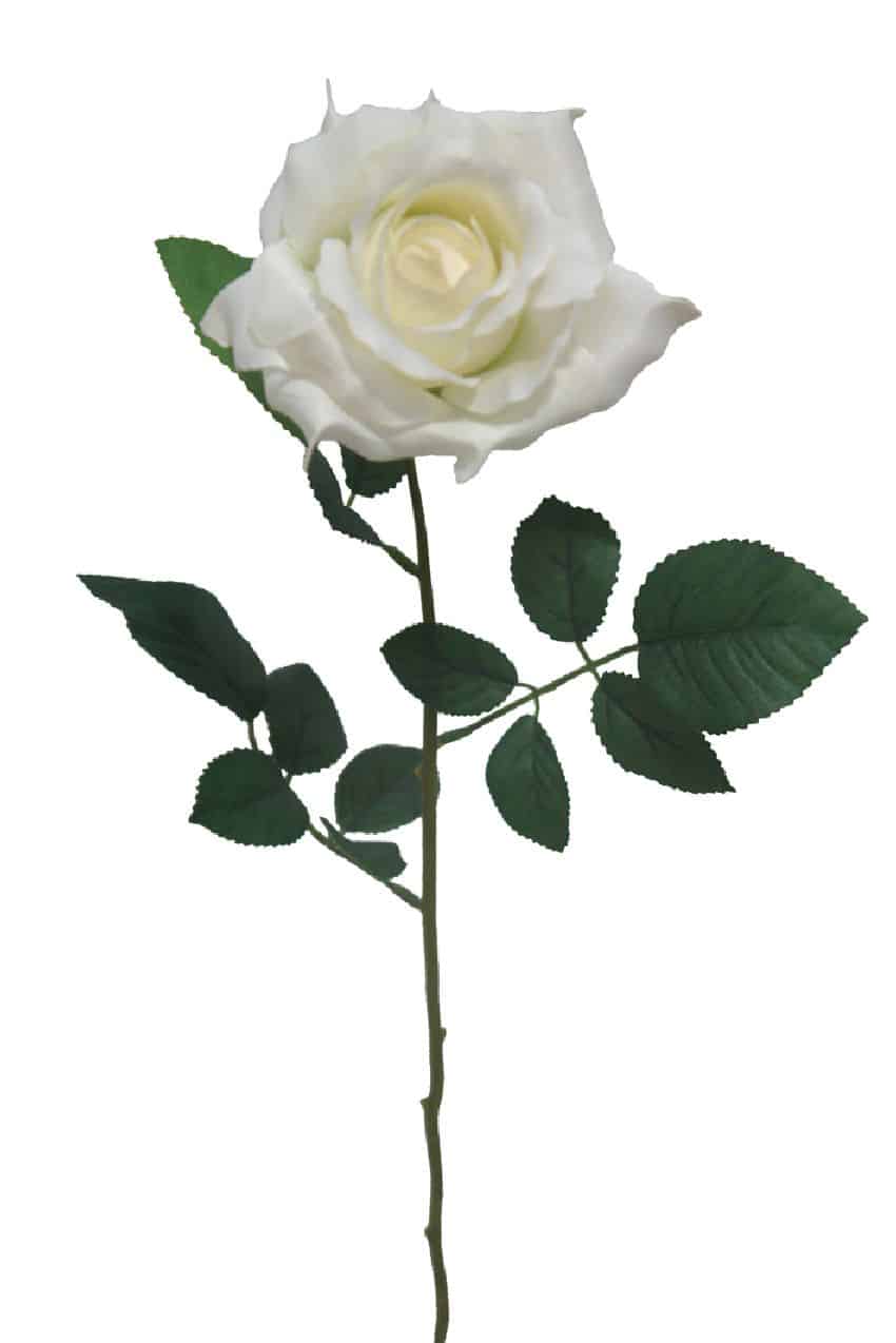 Rosa Basic crema - Ø12x70cm