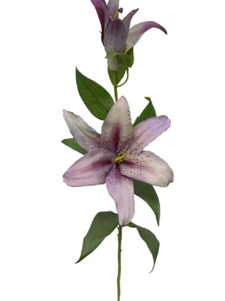Lilium Casablanca Roma malva - Ø20x88cm