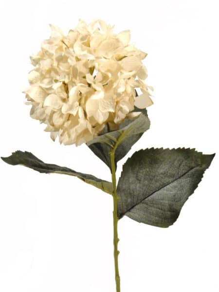Hortensia Roma crema - Ø16x72cm