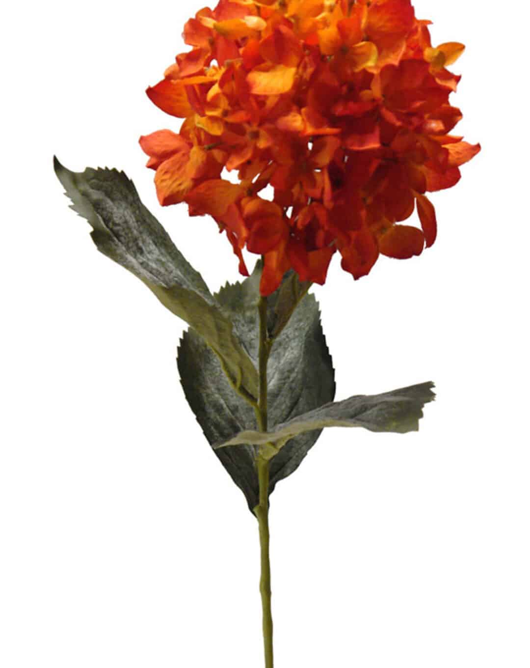 Hortensia Roma naranja - Ø16x72cm