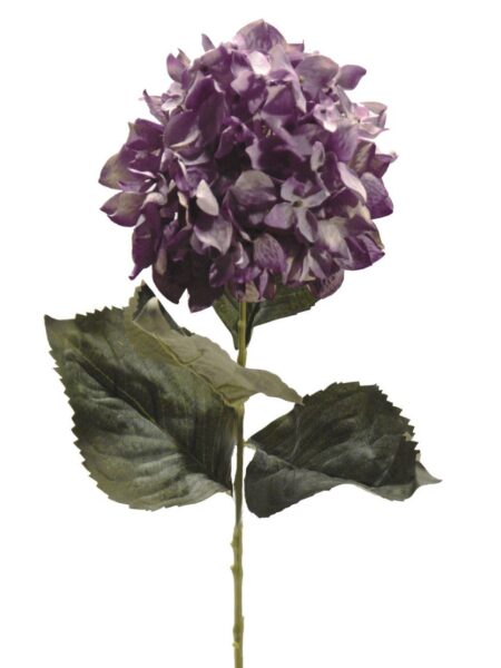 Hortensia Roma malva - 16x72cm