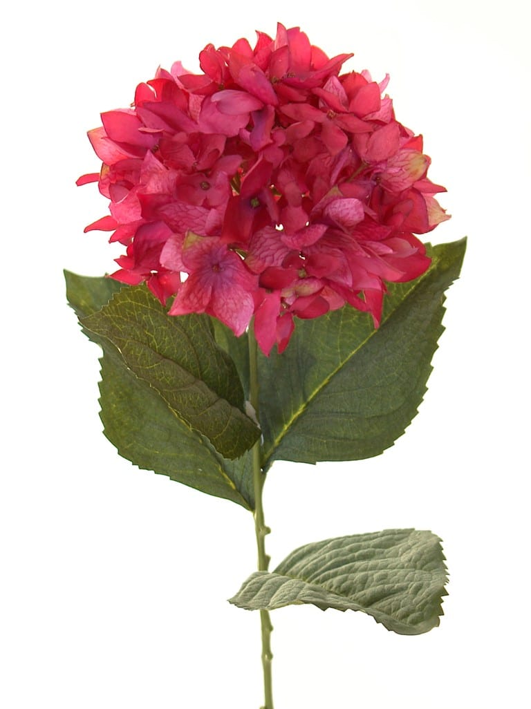 Hortensia Roma bugambilia - Ø16x72cm