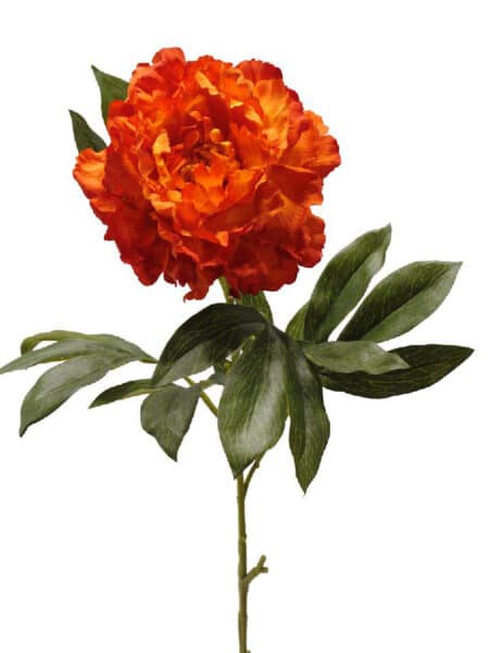 Peonia Roma naranja - Ø16x77cm
