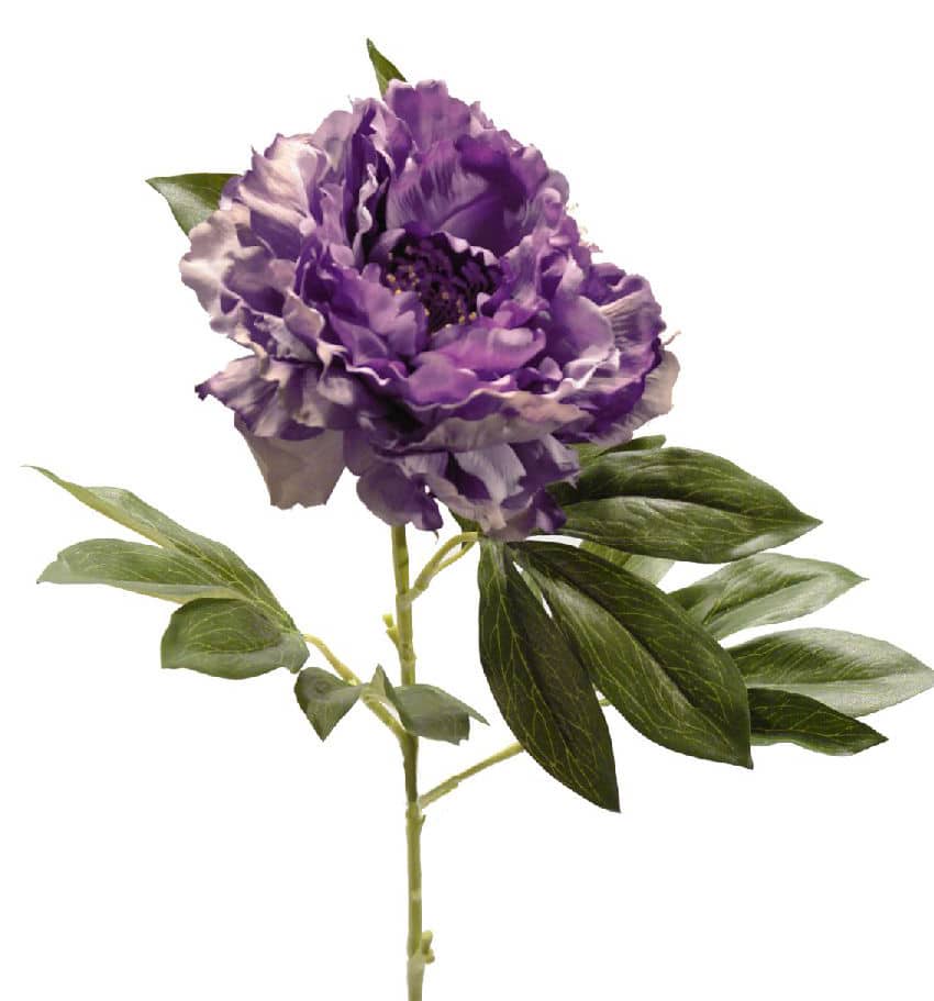 Peonia Roma malva - Ø16x77cm