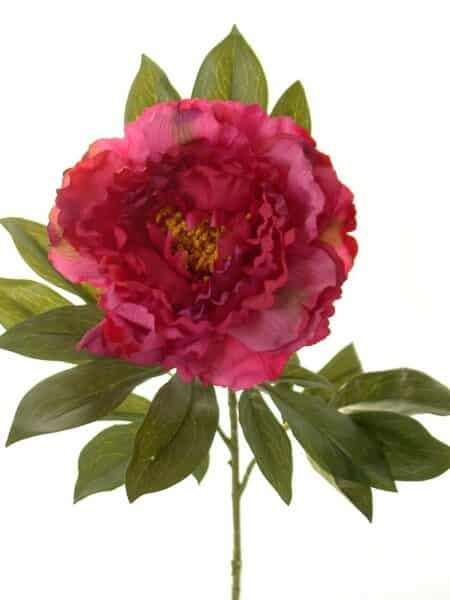 Peonia Roma bugambilia - Ø16x77cm