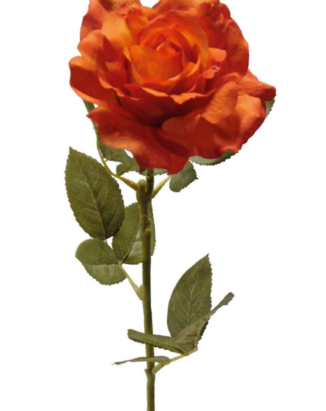 Rosa Roma naranja - Ø14x73cm