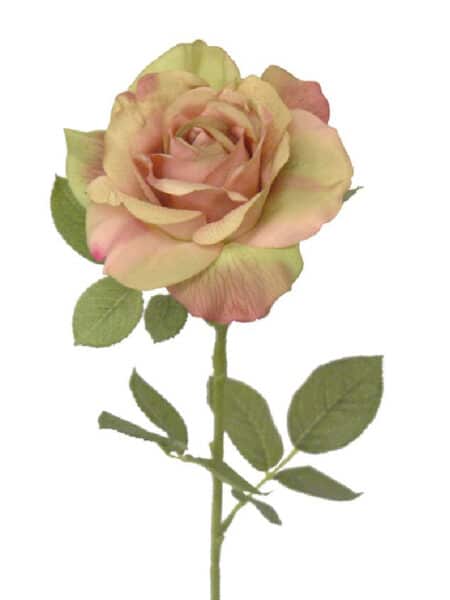 Rosa Roma rosa - Ø14x73cm
