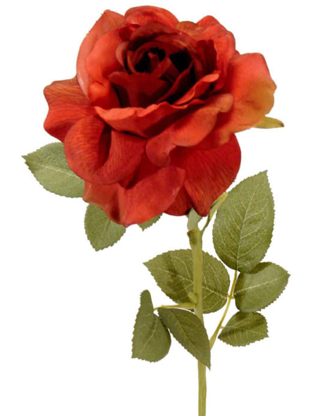 Rosa Roma roja - Ø14x73cm