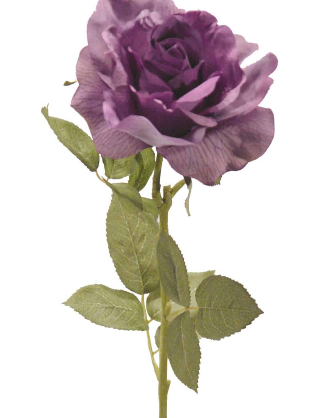 Rosa Roma malva - Ø14x73cm