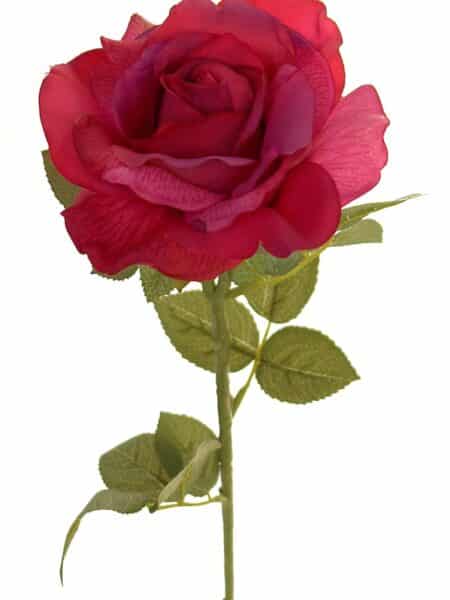 Rosa Roma bugambilia - Ø14x73cm