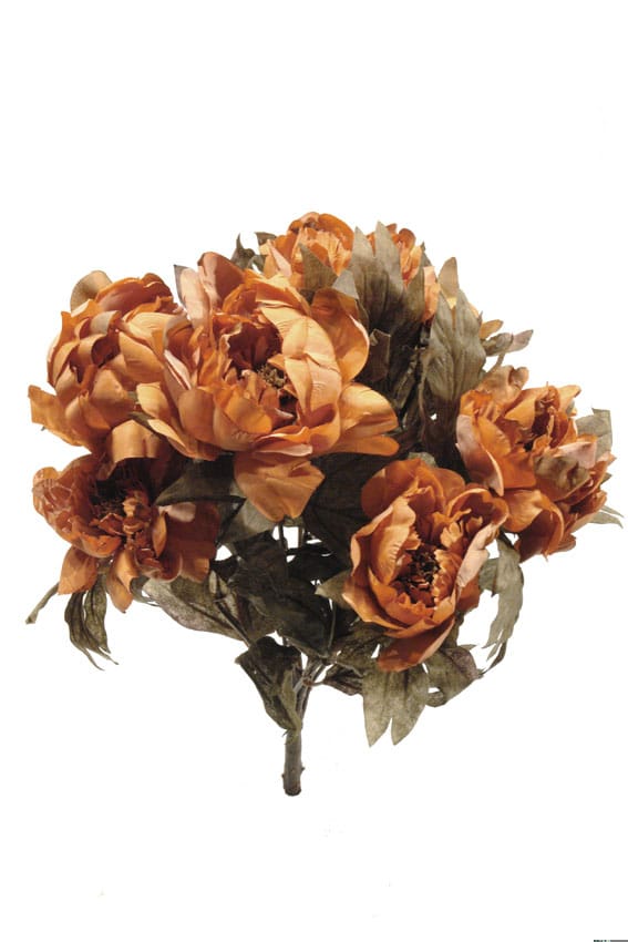 Peonia otoño azafrán - 55cm