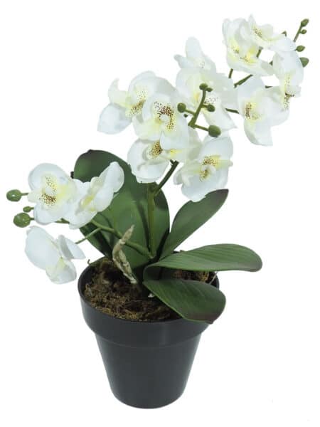 Orquidea mini crema - Ø10x35cm
