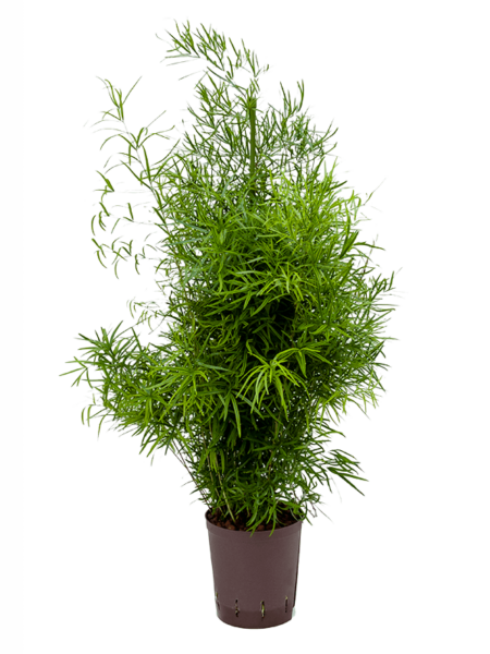 Espárragos Falcatus