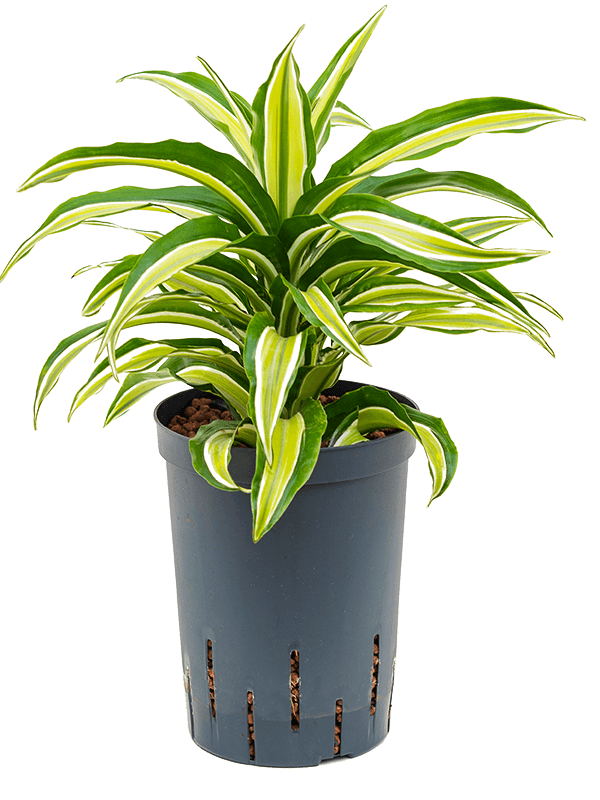 Dracaena Fragrans 'Malaika'