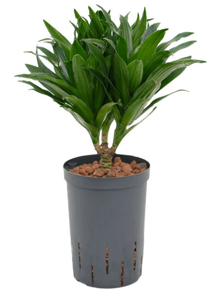 Dracaena Fragrans 'Compacta'