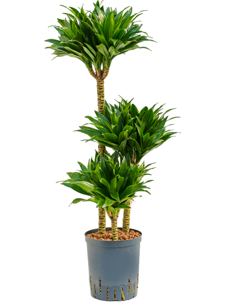 Dracaena Fragrans 'Compacta'