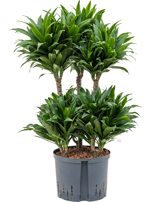 Dracaena Fragrans 'Compacta'