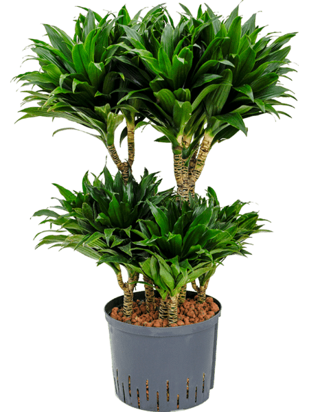 Dracaena Fragrans 'Compacta'